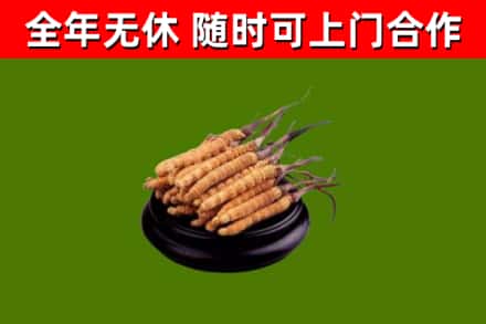 本溪回收散虫草
